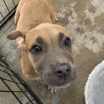 Victoria -  Pit Bull Terrier Dog for Adoption in Birmingham, Alabama - Victoria | PetCurious
