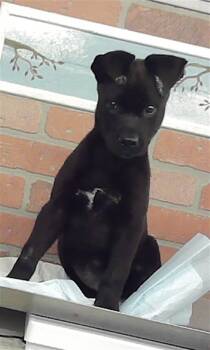 TANGO -  Staffordshire Bull Terrier and Mixed Breed Dog for Adoption in Houston, Texas - TANGO | PetCurious