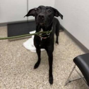 Frannie -  Pit Bull Terrier and Mixed Breed Dog for Adoption in Bullhead City, Arizona - Frannie | PetCurious