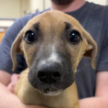 Lita -  Labrador Retriever and Mixed Breed Dog for Adoption in Palestine, Texas - Lita | PetCurious