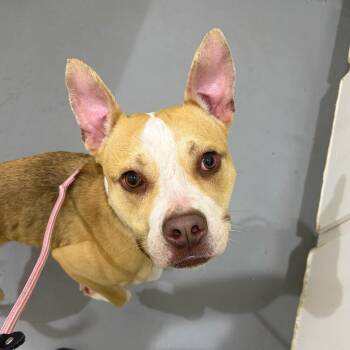 Mona Lisa -  Mixed Breed Dog for Adoption in Binghamton, New York - Mona Lisa | PetCurious
