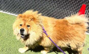 Mufasa -  Chow Chow Dog for Adoption in Pacifica, California - Mufasa | PetCurious