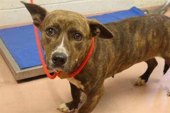 Rescue Mixed Breed Dogs for Adoption in Columbia, South Carolina - PENNY | PetCurious