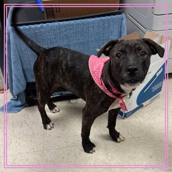 Hallie -  Mixed Breed Dog for Adoption in Austin, Texas - Hallie | PetCurious