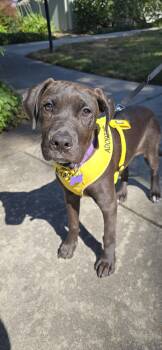 Vivian -  Terrier Dog for Adoption in Sunnyvale, California - Vivian | PetCurious