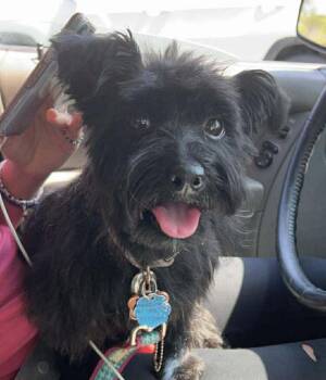 Yorkshire Terrier and Poodle Dogs Available for Adoption - Indi | PetCurious