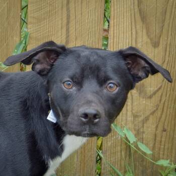 Rescue Chihuahua and Beagle Dogs for Adoption in Huntley, Illinois - Stan | PetCurious