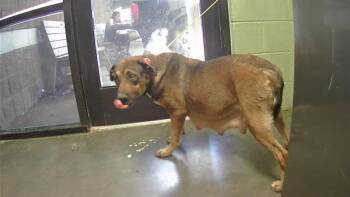 Rescue German Shepherd Dog and Mixed Breed Dogs for Adoption in Tulsa, Oklahoma - VESPA | PetCurious