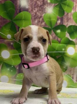 Terrier and Mixed Breed Dogs Available for Adoption in San Antonio, Texas - Bay | PetCurious