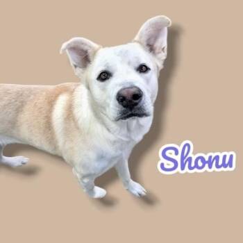 Yellow Labrador Retriever and Shepherd Dogs Available for Adoption in Scottsdale, Arizona - Shonu | PetCurious