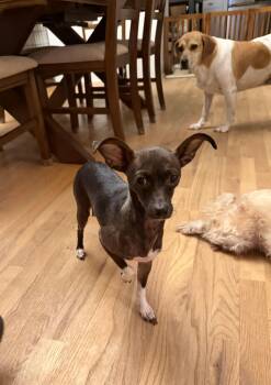 Mama Kix -  Chihuahua Dog for Adoption in Kings Mountain, North Carolina - Mama Kix | PetCurious