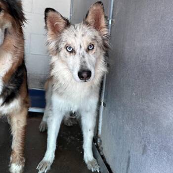 Lilly -  Australian Shepherd Dog for Adoption in Edinburg, Texas - Lilly | PetCurious