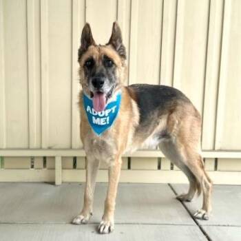 Axel -  German Shepherd Dog Dog for Adoption in Pacific Grove, California - Axel | PetCurious