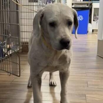 Elinda -  Labrador Retriever Dog for Adoption in San Diego, California - Elinda | PetCurious