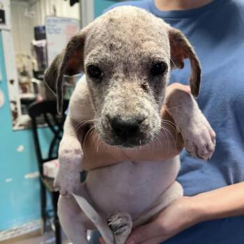 State Farm -  Boxer and Australian Cattle Dog Blue Heeler Dog for Adoption in Stephenville, Texas - State Farm | PetCurious