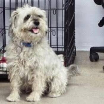 Shih Tzu Dogs Available for Adoption in Green Valley, Arizona - Oscar | PetCurious