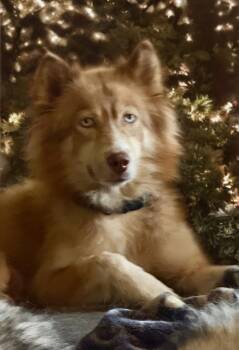 Leah -  Siberian Husky Dog Available for Adoption in Sumter, South Carolina - Leah | PetCurious