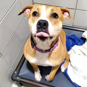 Sophie -  Pit Bull Terrier and Mixed Breed Dog for Adoption - Sophie | PetCurious