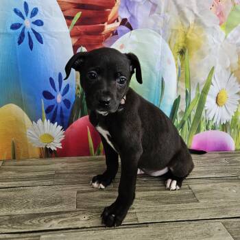 Black Labrador Retriever Dogs Available for Adoption - Robin | PetCurious