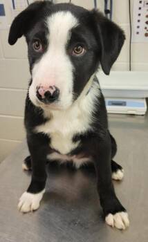 Border Collie Dogs Available for Adoption in Pocatello, Idaho - Pooky 45978 | PetCurious