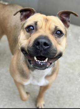 Pit Bull Terrier Dogs Available for Adoption in Chicago, Illinois - Lovebird | PetCurious