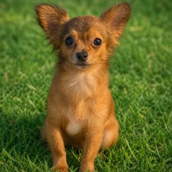 Cliffy -  Chihuahua Dog Available for Adoption in Mount Vernon, Indiana - Cliffy | PetCurious