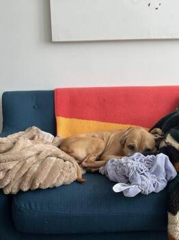 Madame Jenny -  Mixed Breed Dog for Adoption - Madame Jenny | PetCurious