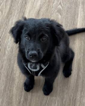Onyx -  Flat Coated Retriever and Golden Retriever Dog for Adoption in Southlake, Texas - Onyx | PetCurious