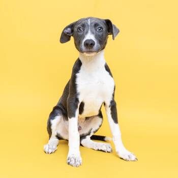 Wrigley -  Mixed Breed Dog for Adoption in Franklin, Tennessee - Wrigley | PetCurious