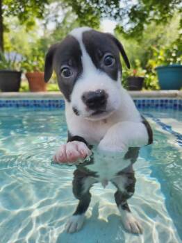 Fantom -  Labrador Retriever and Terrier Dog for Adoption in West Palm Beach, Florida - Fantom | PetCurious