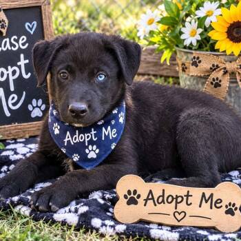 Herschel -  Husky Dog for Adoption in Locust Fork, Alabama - Herschel | PetCurious