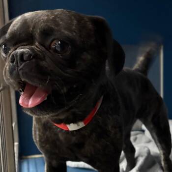 French Bulldog and Pug Dogs Available for Adoption in Yuma, Arizona - Elise | PetCurious