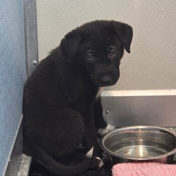 Vortex -  Black Labrador Retriever and Labrador Retriever Dog for Adoption in North Battleford, Saskatchewan - Vortex | PetCurious