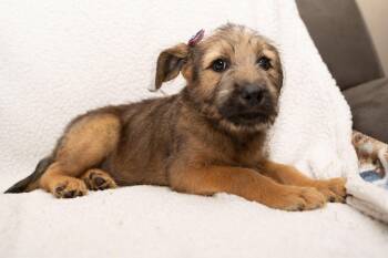 Titania -  Goldendoodle Dog for Adoption in Mobile, Alabama - Titania | PetCurious