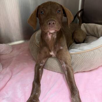 Angel -  Chocolate Labrador Retriever Dog for Adoption in Palestine, Texas - Angel | PetCurious