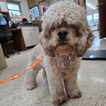 Biscuit -  Cocker Spaniel and None Dog for Adoption in Breese, Illinois - Biscuit | PetCurious