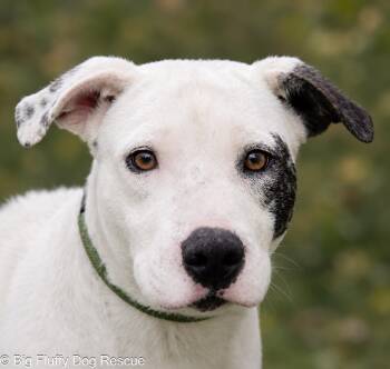 Tula -  Shar Pei and Labrador Retriever Dog for Adoption in Nashville, Tennessee - Tula | PetCurious
