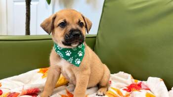 Trent Your Truest Sidekick -  Labrador Retriever and German Shepherd Dog Dog for Adoption in Friendswood, Texas - Trent Your Truest Sidekick | PetCurious