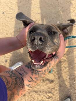 Mastiff Dogs Available for Adoption - Toby | PetCurious