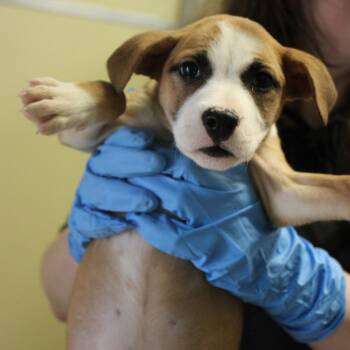 Terrier Dogs Available for Adoption - Friday | PetCurious