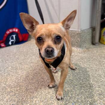 IVHS-Stray-140403 -  Chihuahua Dog for Adoption in San Gabriel, California - IVHS-Stray-140403 | PetCurious