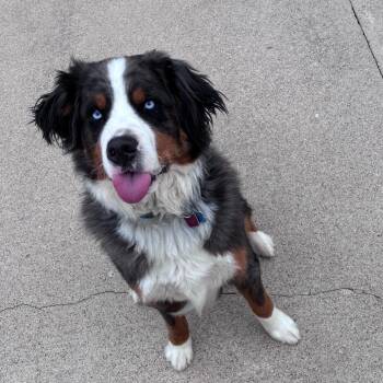 Bernese Mountain Dog and Poodle Dogs Available for Adoption in Dixon, Illinois - Trace | PetCurious