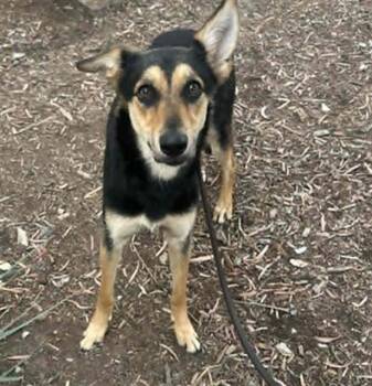 Australian Kelpie Dogs Available for Adoption in Tustin, California - APPLEJACK | PetCurious