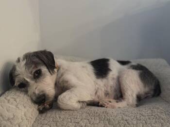 Harper Rose -  Terrier Dog for Adoption in Salt Lake City, Utah - Harper Rose | PetCurious