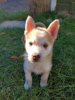 Rescue Mixed Breed Dogs for Adoption in Saskatoon, Saskatchewan - Turtle | PetCurious