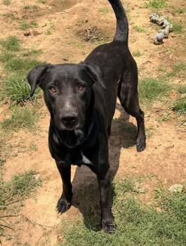 Lucy -  Black Labrador Retriever Dog for Adoption in Calera, Alabama - Lucy | PetCurious