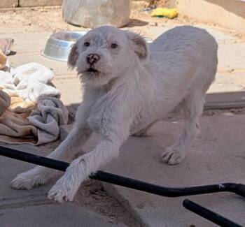 Terrier Dogs Available for Adoption in Saint David, Arizona - Piglet  | PetCurious