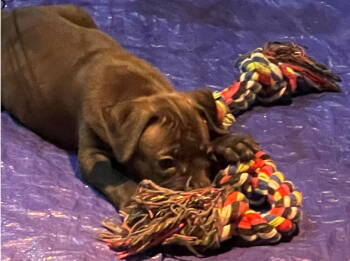 Rescue Labrador Retriever Dogs for Adoption in The Woodlands, Texas - Roberts | PetCurious