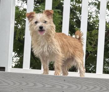 Livvey -  Terrier Dog for Adoption in Salt Lake City, Utah - Livvey | PetCurious