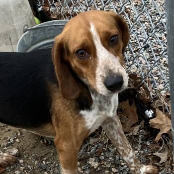 Beagle Dogs Available for Adoption - Rocco | PetCurious